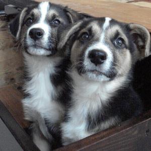 Unknown Breed