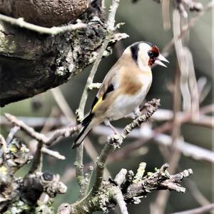 European Goldfinch