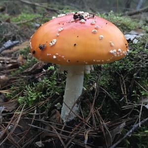 Fly Agaric