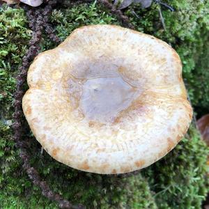 Poison Paxillus