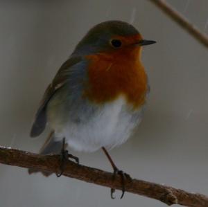 European Robin