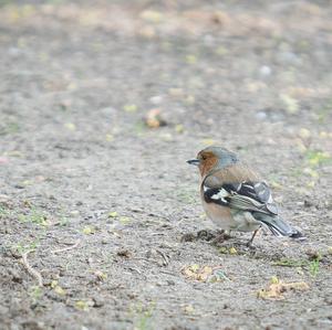 Eurasian Chaffinch