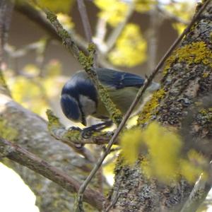 Blue Tit