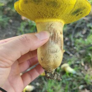 Red-cracked Bolete