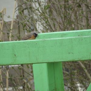 Common Redstart