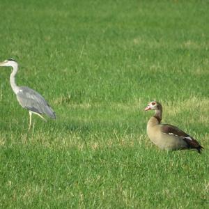 Nilgans