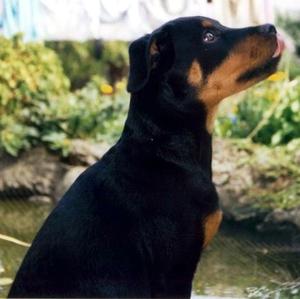 Unknown Breed
