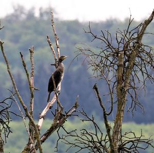 Great Cormorant