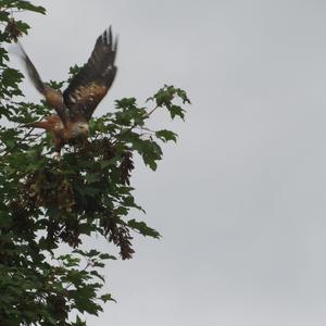 Red Kite