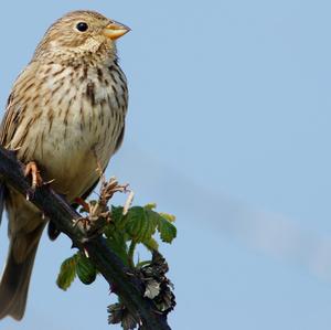 Corn Bunting