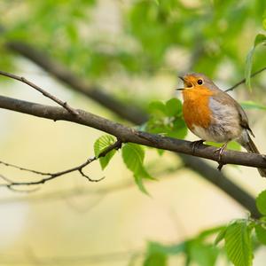 European Robin