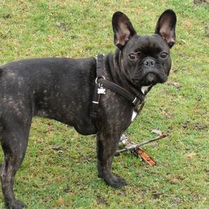 Französische Bulldogge