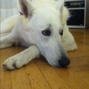 Berger Blanc Suisse