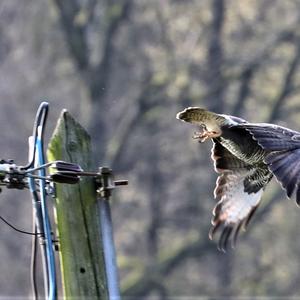 Mäusebussard