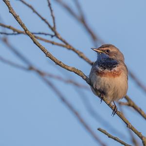 Blaukehlchen