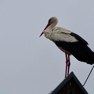 White Stork