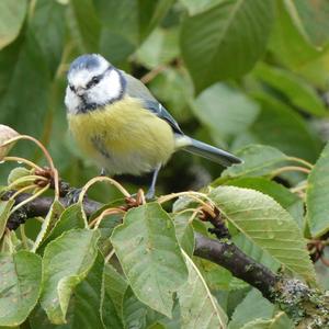 Blue Tit