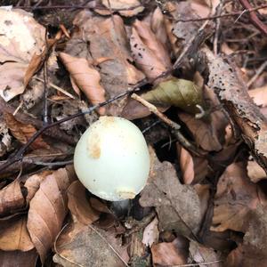 Death Cap