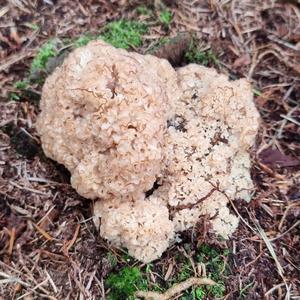 Eastern Cauliflower Mushroom