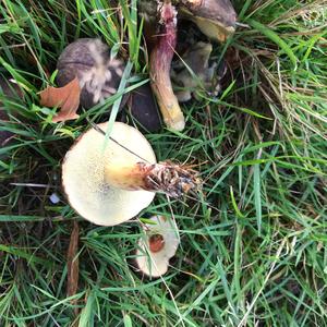 Red-cracked Bolete