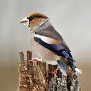 Hawfinch