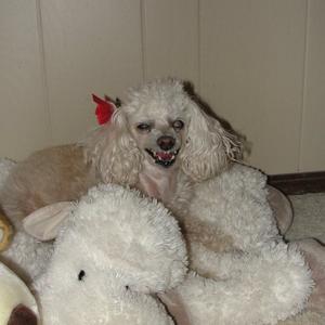 Poodle (Toy)