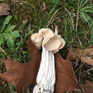 Fluted White Helvella