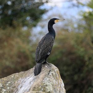 Great Cormorant