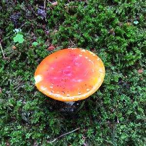 Fly Agaric