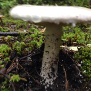 Grey-veil Amanita