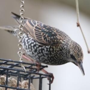 Common Starling