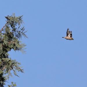 Hawfinch