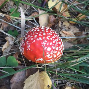 Fly Agaric