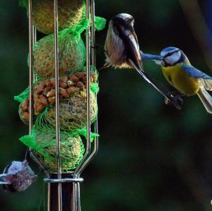 Blue Tit