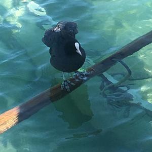 Common Coot