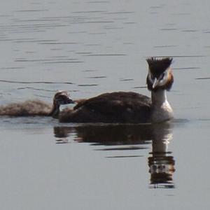 Great Crested Grebe