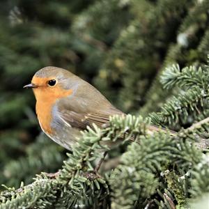 European Robin