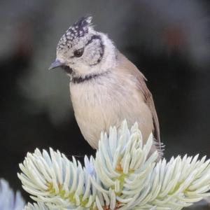 Crested Tit