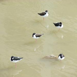 Black-necked Stilt