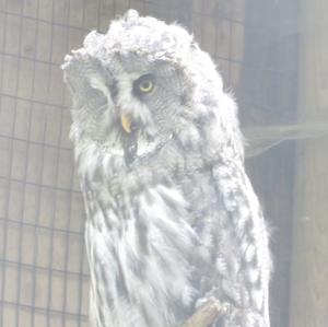 Great Grey Owl