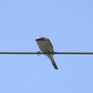 Red-backed Shrike