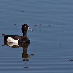 Tufted Duck