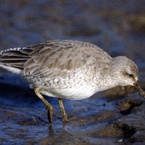 Red Knot