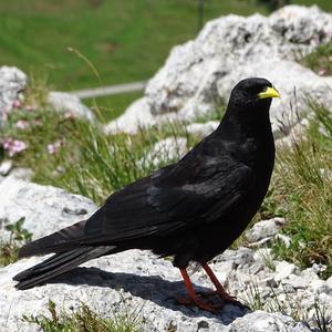 Yellow-billed Chough