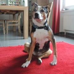 Unknown Breed