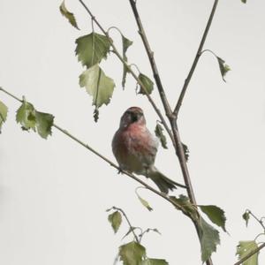 Common Redpoll