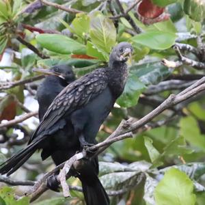 Indian Cormorant