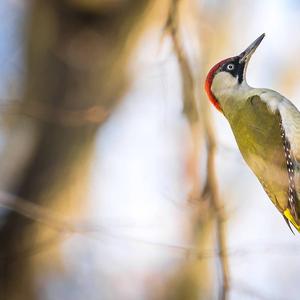 Eurasian Green Woodpecker