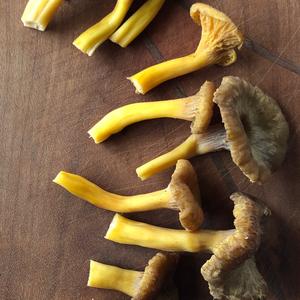 Trumpet Chanterelle