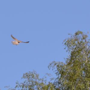 Common Kestrel